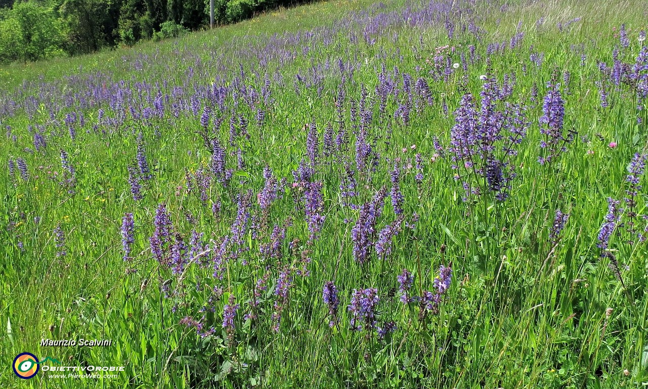 46 Sentiero dei Pascoli, ecco quello di Salvia....JPG